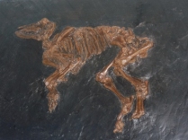 Urpferdchen